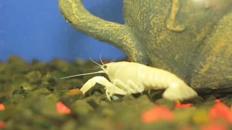 Crayfish in aquarium Stock Footage 23227382