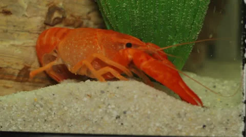 Crayfish in aquarium Stock Footage 23227386