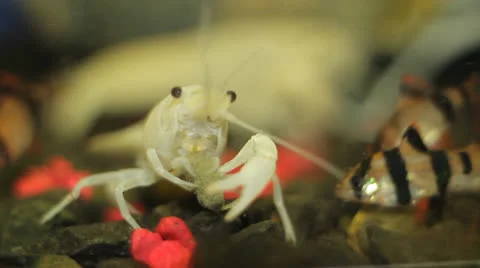 Crayfish in aquarium 스톡 동영상 23227391