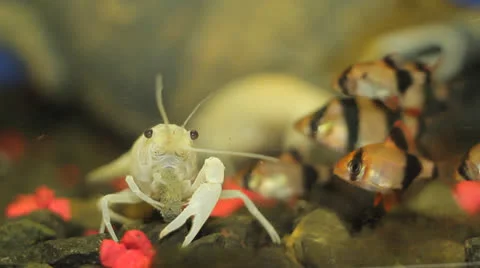 Crayfish in aquarium Stock Footage 23227396