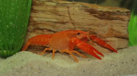 Crayfish in aquarium Stock Footage 23227399