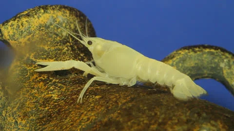 Crayfish in aquarium 스톡 동영상 23227404
