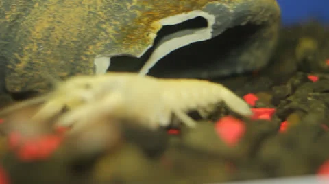 Crayfish in aquarium Stock Footage 23227405