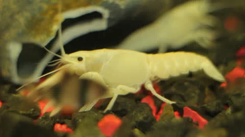 Crayfish in aquarium Stock Footage 23227406