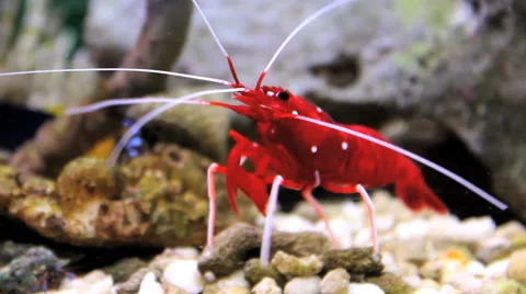 Crayfish in Aquarium Stock Footage 46518997