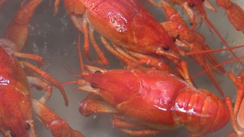 Crayfish are boiled in a pot Stock Footage 80468158