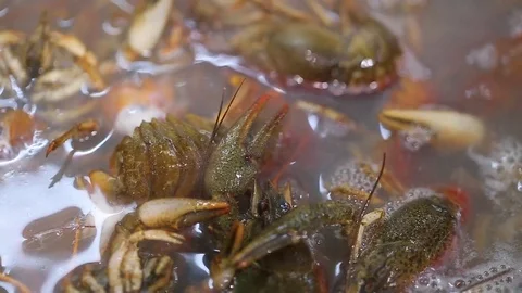 Crayfish are cooking Stock Footage 73982723