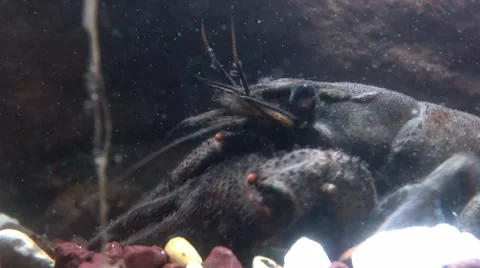 Crayfish  - astacus astacus - under water Stock Footage 65240978