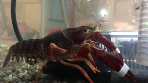 Crayfish with Babies on Tail in Classroom Tank, Sasebo City Stock Footage 273679093
