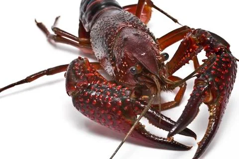 Crayfish with big claws. Stock Photos