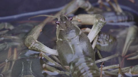 Crayfish in a Boat Stock Footage 237613818