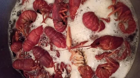 Crayfish boiled in a saucepan Vidéo 277740106