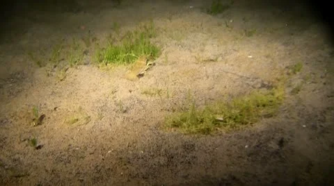 Crayfish at bottom lake, night dive Video stock 10787829