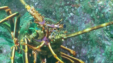 Crayfish c:up 4 Video stock 12455352