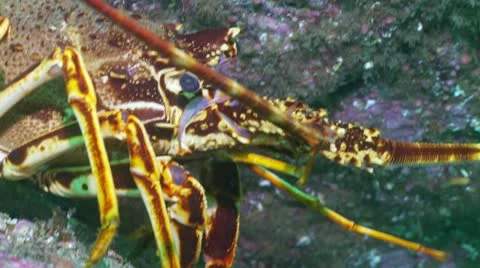 Crayfish c:up eye Stock Footage 12455563