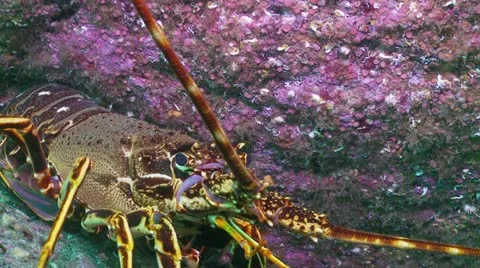 Crayfish c:up p:r Stock Footage 12455528