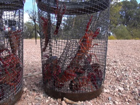 Crayfish captured in minnow traps Stock Footage 86142867