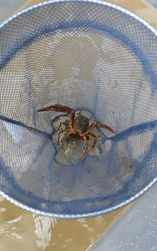 Crayfish Caught in Blue Mesh Net Over Shallow Water During Catch and Study Stock Photos
