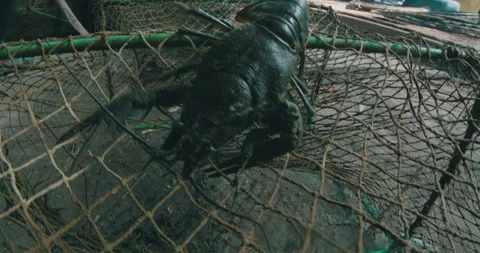Crayfish Caught in Fishing Net Stock Footage 161915050