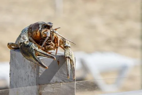 Crayfish, close-up. crayfish on a blurred background. Stock Photos