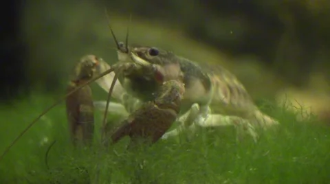Crayfish closeup eating side view Stock Footage 67441134