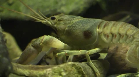 Crayfish closeup side view Stock Footage 67440433