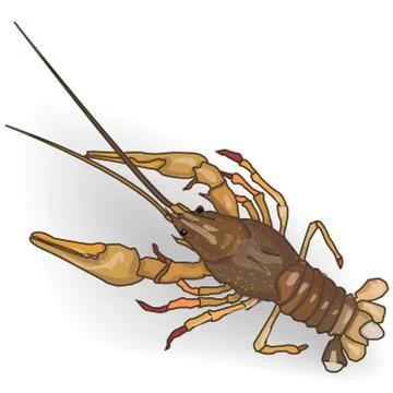 Crayfish cooked isolated Stock Illustration