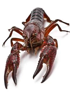 Crayfish for cooking. Stock Photos