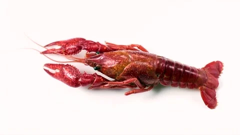 Crayfish, Crawfish closeup. One red boiled crayfish isolated on white background Stock Footage 230931166