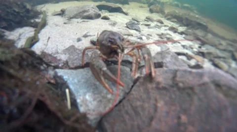 Crayfish crawing on the bottom of a river Stock Footage 48693969