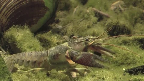 Crayfish crawling along river bottom zoom in Vidéo 77237222