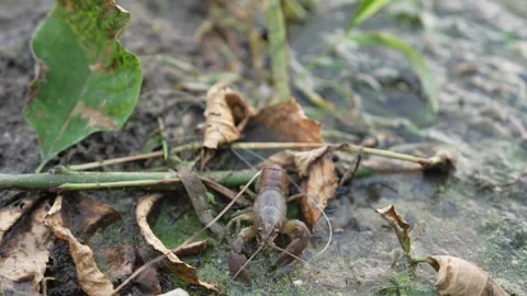Crayfish crawling backward on the ground in its natural habitat Video stock 346302148