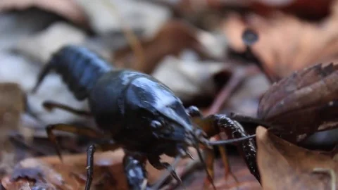 Crayfish Crawling over Leaf Litter Vídeo Stock 84667171