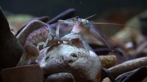 Crayfish crawling on river bottom backs under rock Stock Footage 74919601