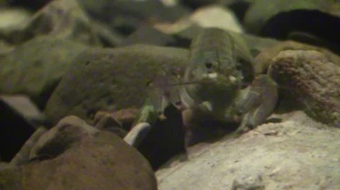 Crayfish crawling on river bottom closeup Stock Footage 66305092