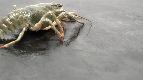 Crayfish crawling on their business Stock Footage 11518219