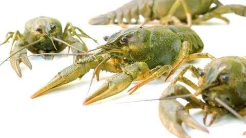 Crayfish crawling on white isolated background Stock Footage 97609809