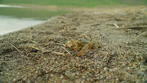 A crayfish crawls along the sandy shore of a river or lake Stock Footage 258543835