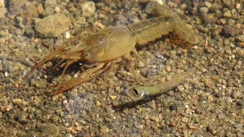 Crayfish in a creek Vídeos de archivo 131348770