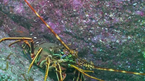 Crayfish cup Stock Footage 12455429