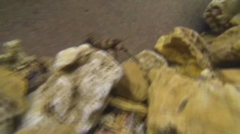 A Crayfish Defends Itself from A Curious Human Under Water Stock Footage 43107842