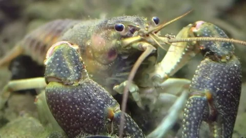 Crayfish eating on bottom of river closeup Stock Footage 77236238