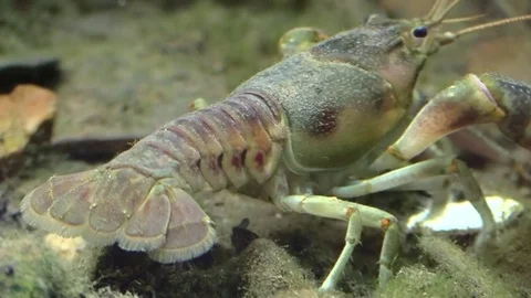 Crayfish eating on bottom of river view from behind Video stock 77236420