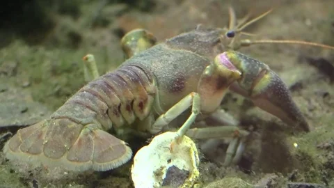 Crayfish eating on bottom of river view quartering away Stock Footage 77237134