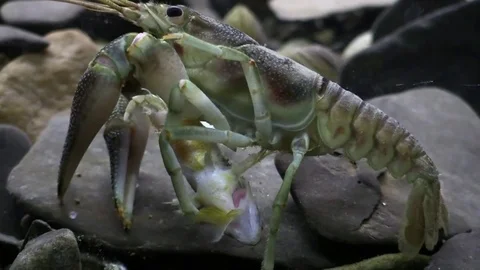Crayfish eating a dead fish on river bottom Stock Footage 71328498