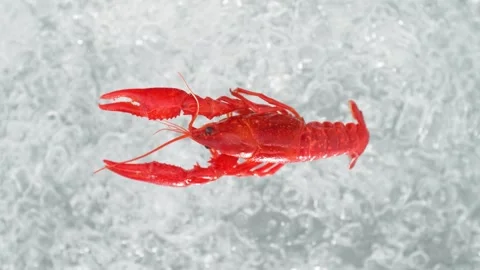 Crayfish Falling into Pot of Boiling Water Stock Footage 271397595