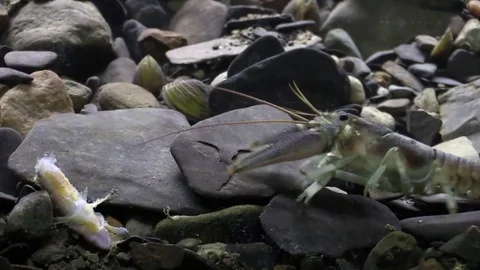 Crayfish finds a dead fish on river bottom starts to eat Stock Footage 71328209
