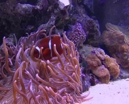 Crayfish 스톡 동영상 7135736