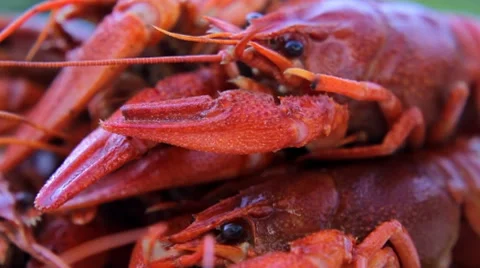 Crayfish Video stock 8599785