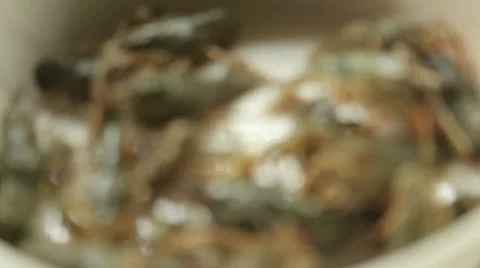 Crayfish Stock Footage 10789540